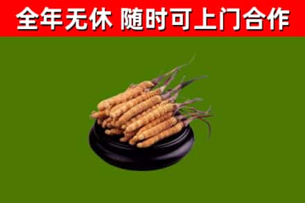 广饶县回收散虫草