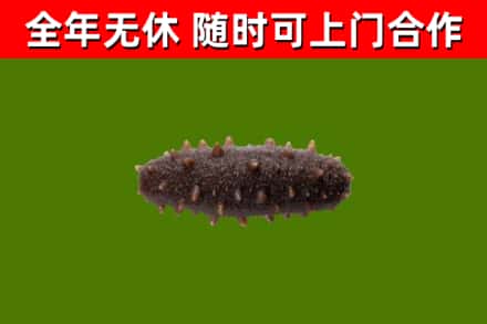 广饶县回收海参干